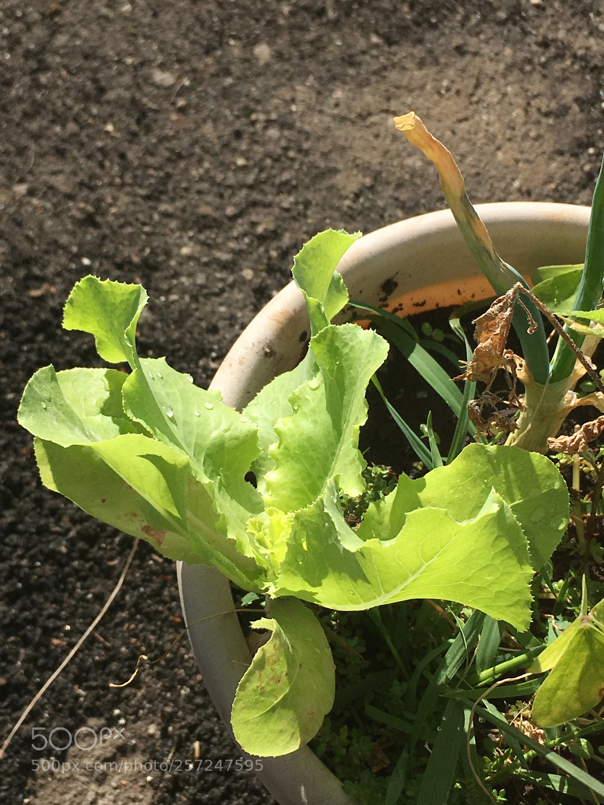 Apple iPhone SE sample photo. Lettuce photography