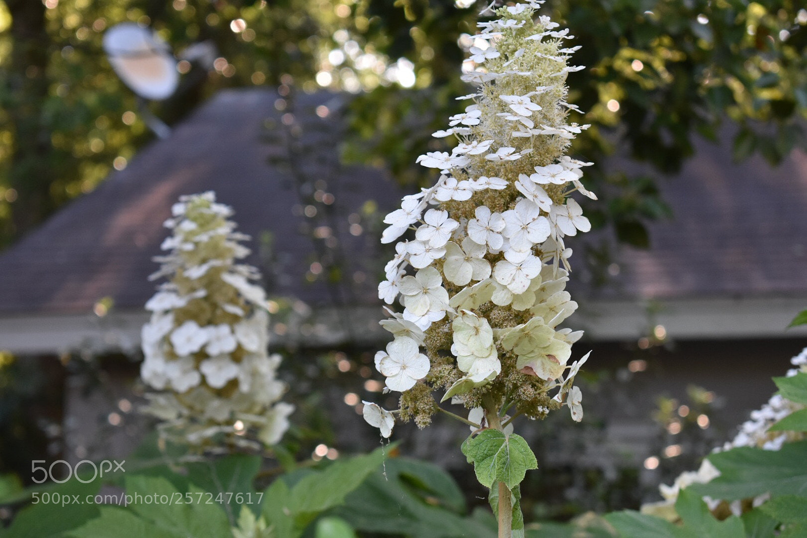 Nikon D3400 sample photo. Untitled photography