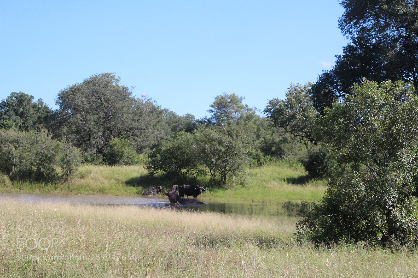Canon EOS 100D (EOS Rebel SL1 / EOS Kiss X7) sample photo. Hippopotamus and african buffalo photography