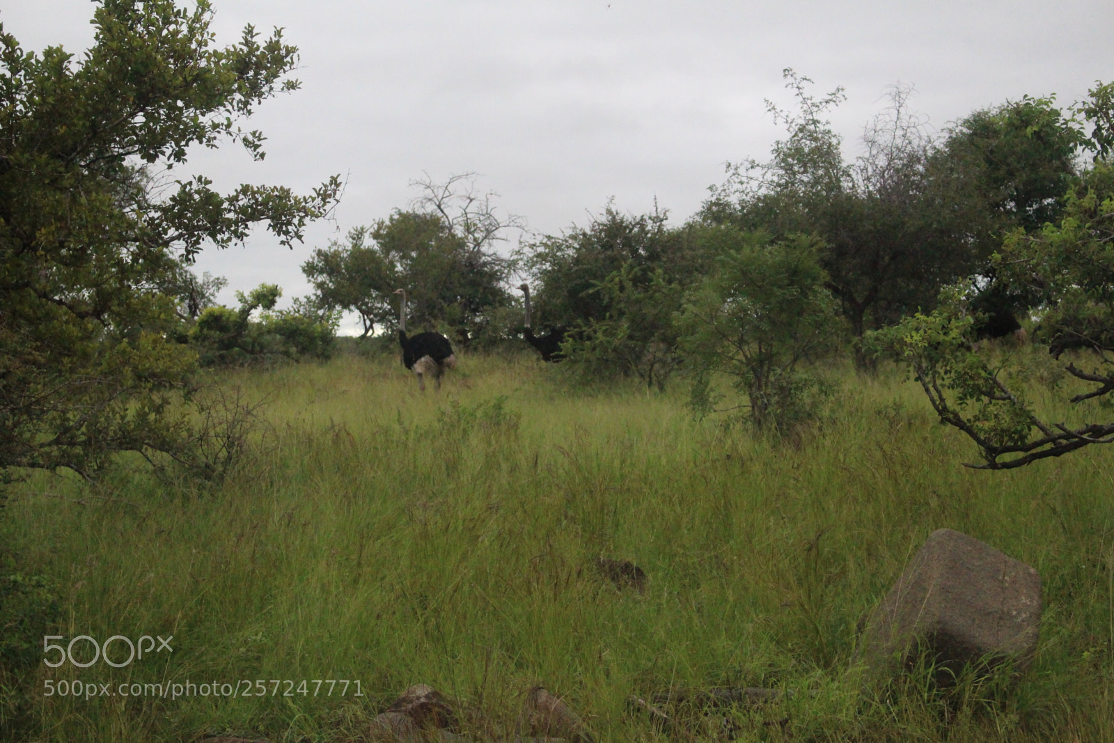 Canon EOS 100D (EOS Rebel SL1 / EOS Kiss X7) sample photo. Common ostrich photography