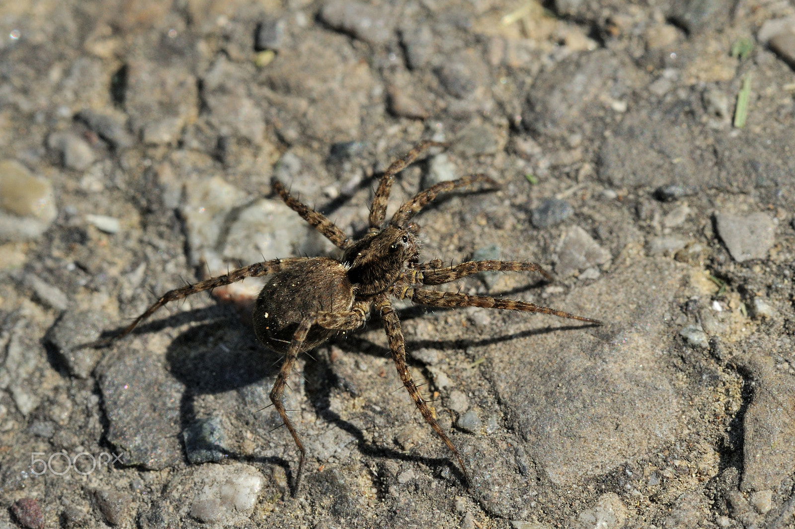 Nikon AF-S Micro-Nikkor 105mm F2.8G IF-ED VR sample photo. Pardosa lugubris photography