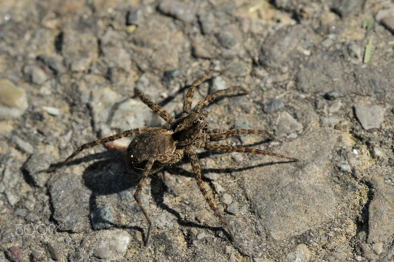 Nikon D3 + Nikon AF-S Micro-Nikkor 105mm F2.8G IF-ED VR sample photo. Pardosa lugubris photography