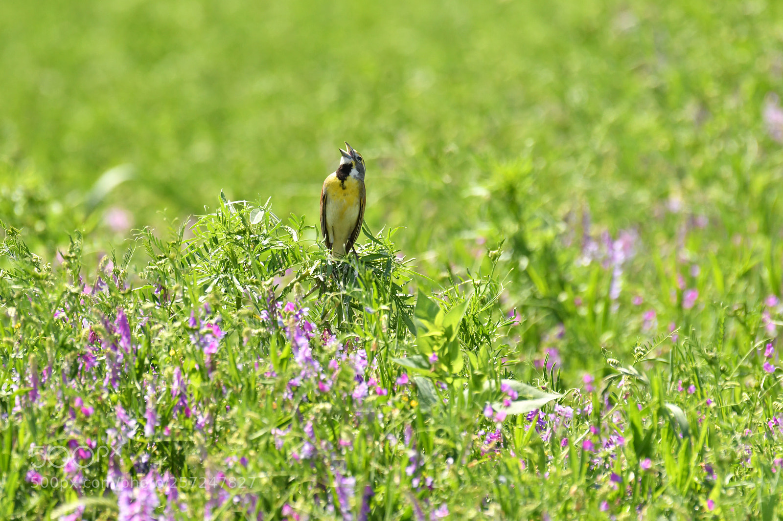 Nikon D500 sample photo. The singer  photography