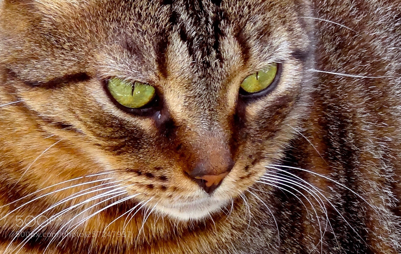 Sony Cyber-shot DSC-HX9V sample photo. Green eyes photography