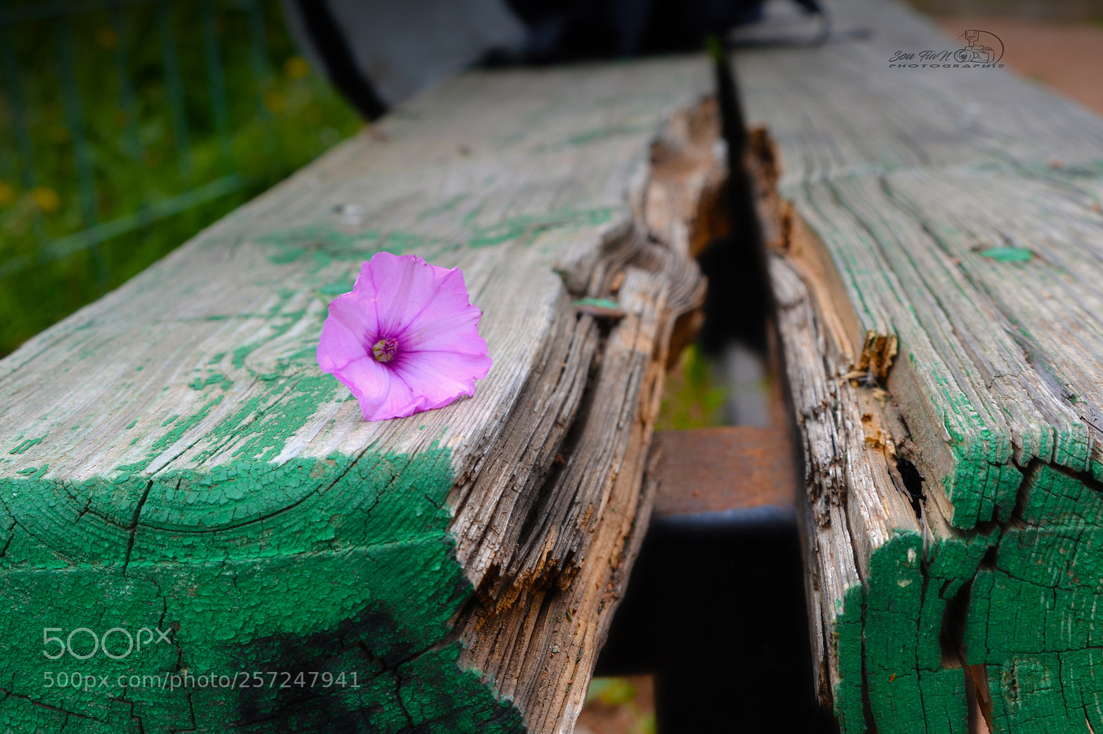 Nikon D3100 sample photo. Untitled photography