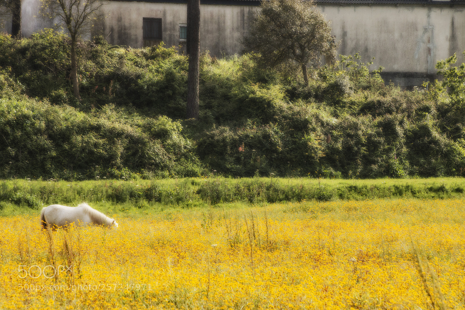 Canon EOS 70D sample photo. _mg_4070 1.jpg photography