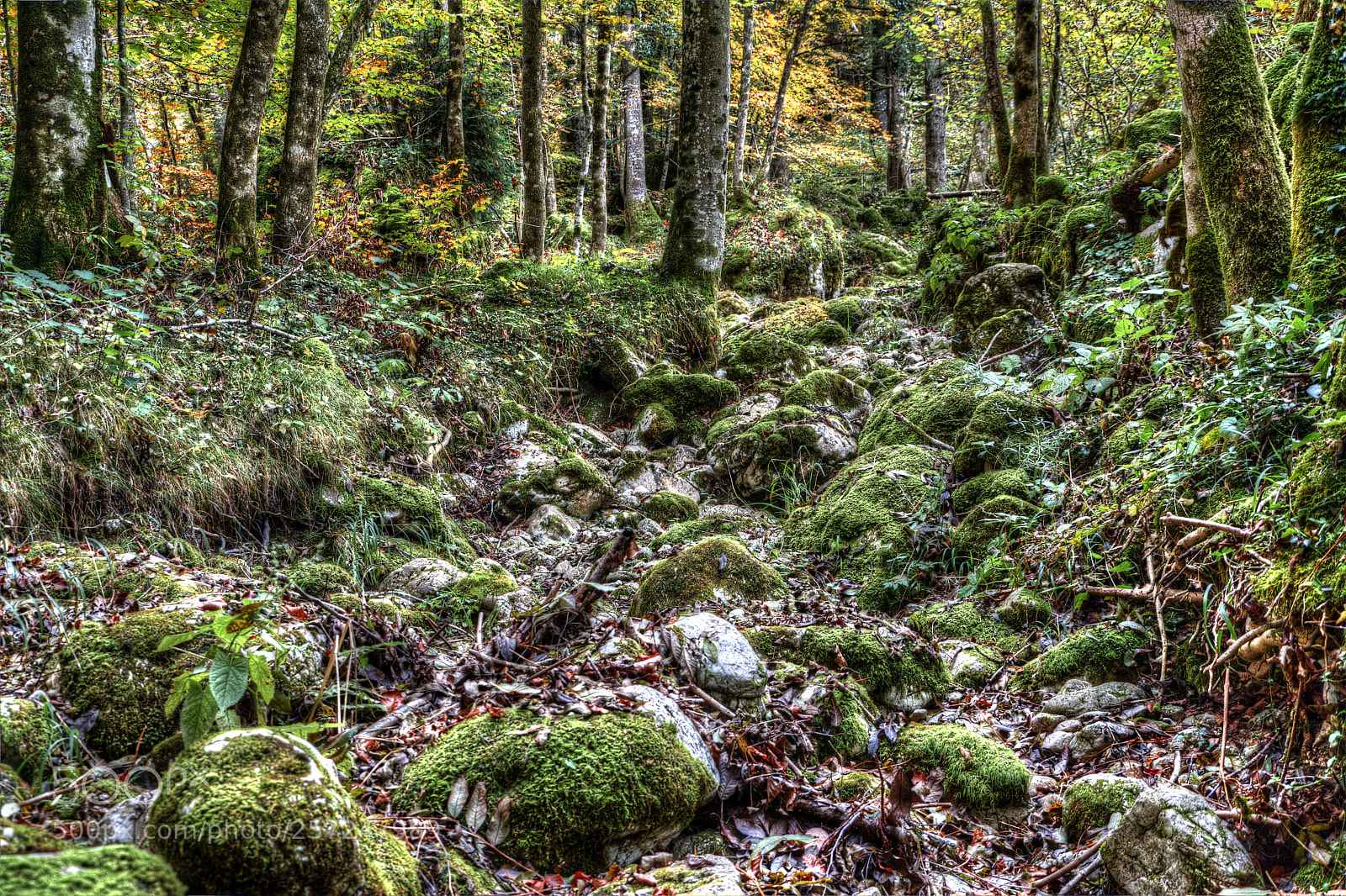 Nikon D7100 sample photo. Autunno photography