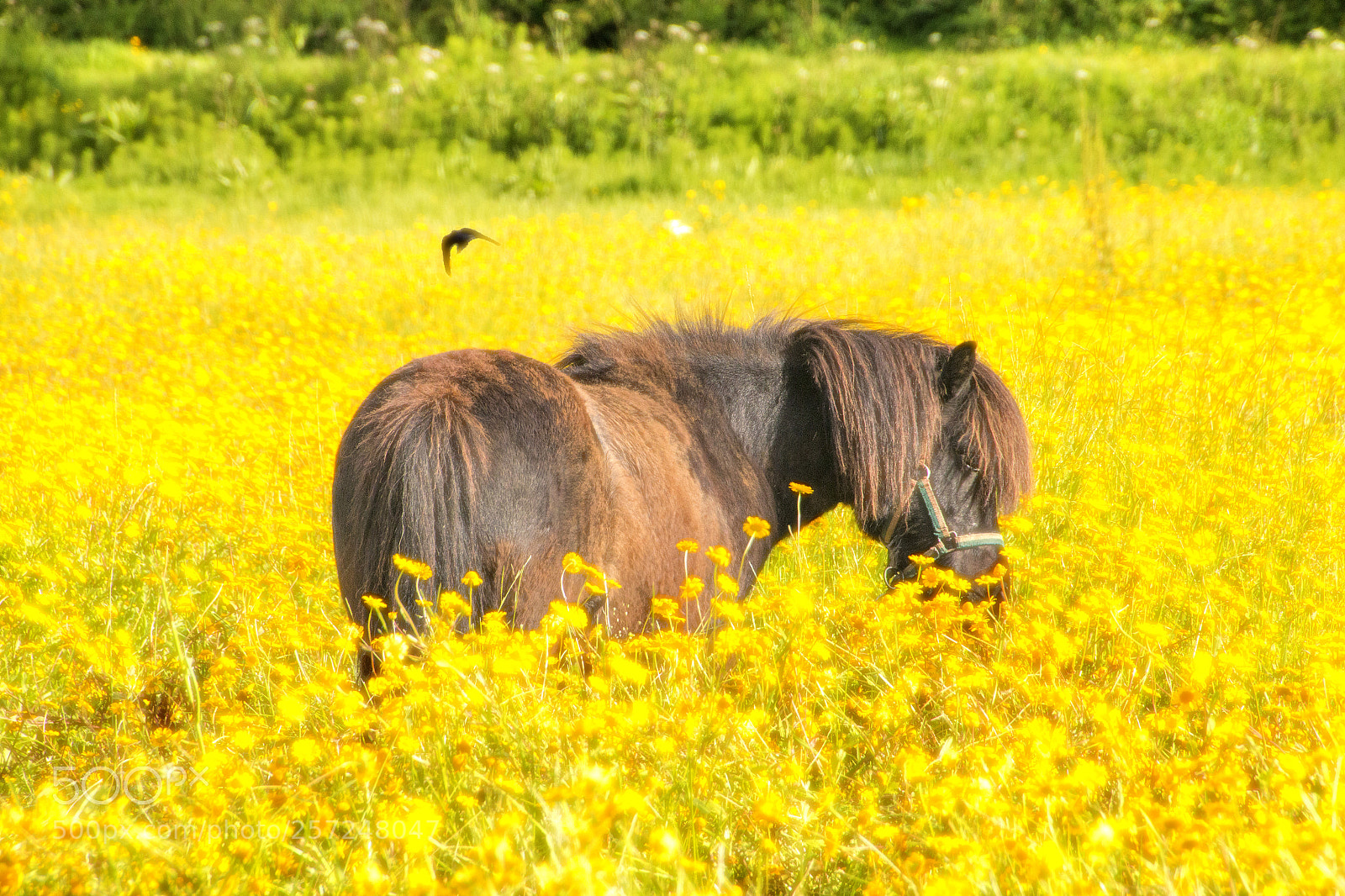 Canon EOS 70D sample photo. Small poney eating photography