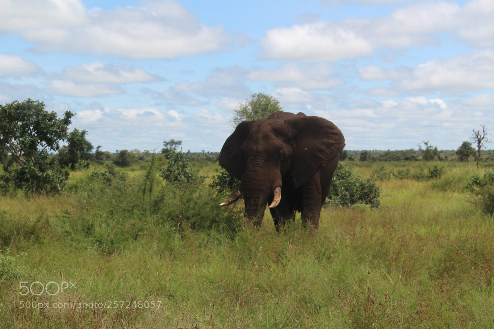 Canon EOS 100D (EOS Rebel SL1 / EOS Kiss X7) sample photo. Elephant at plains photography