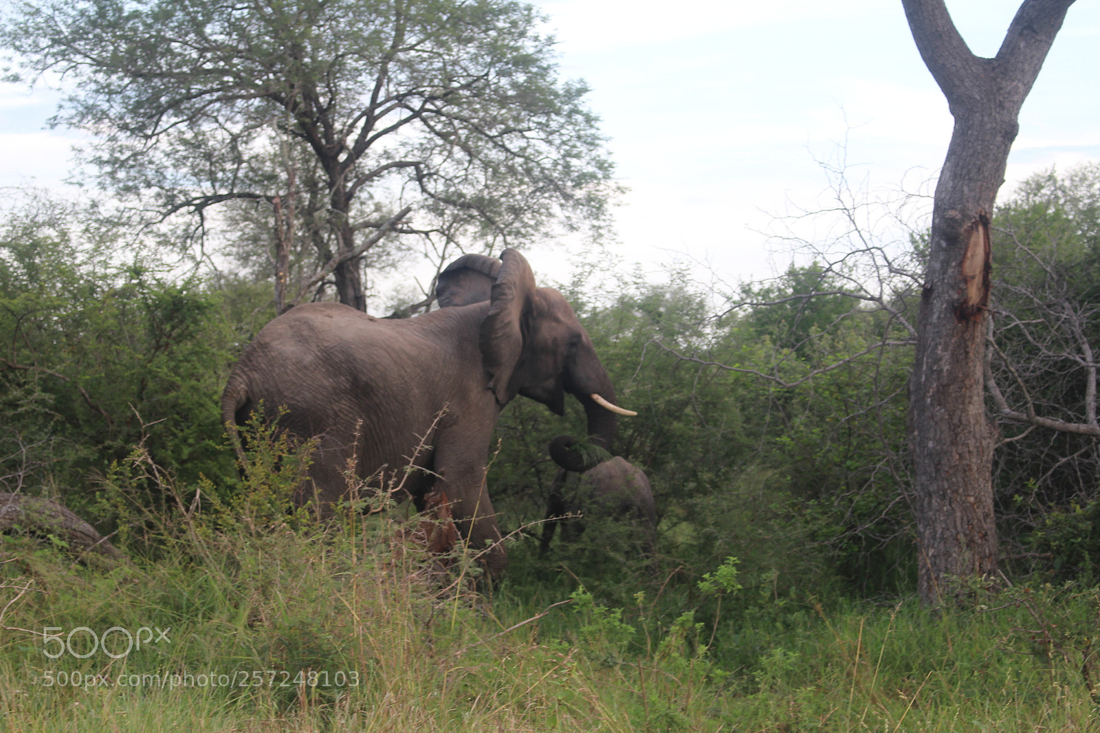 Canon EOS 100D (EOS Rebel SL1 / EOS Kiss X7) sample photo. Elephant in bushes photography