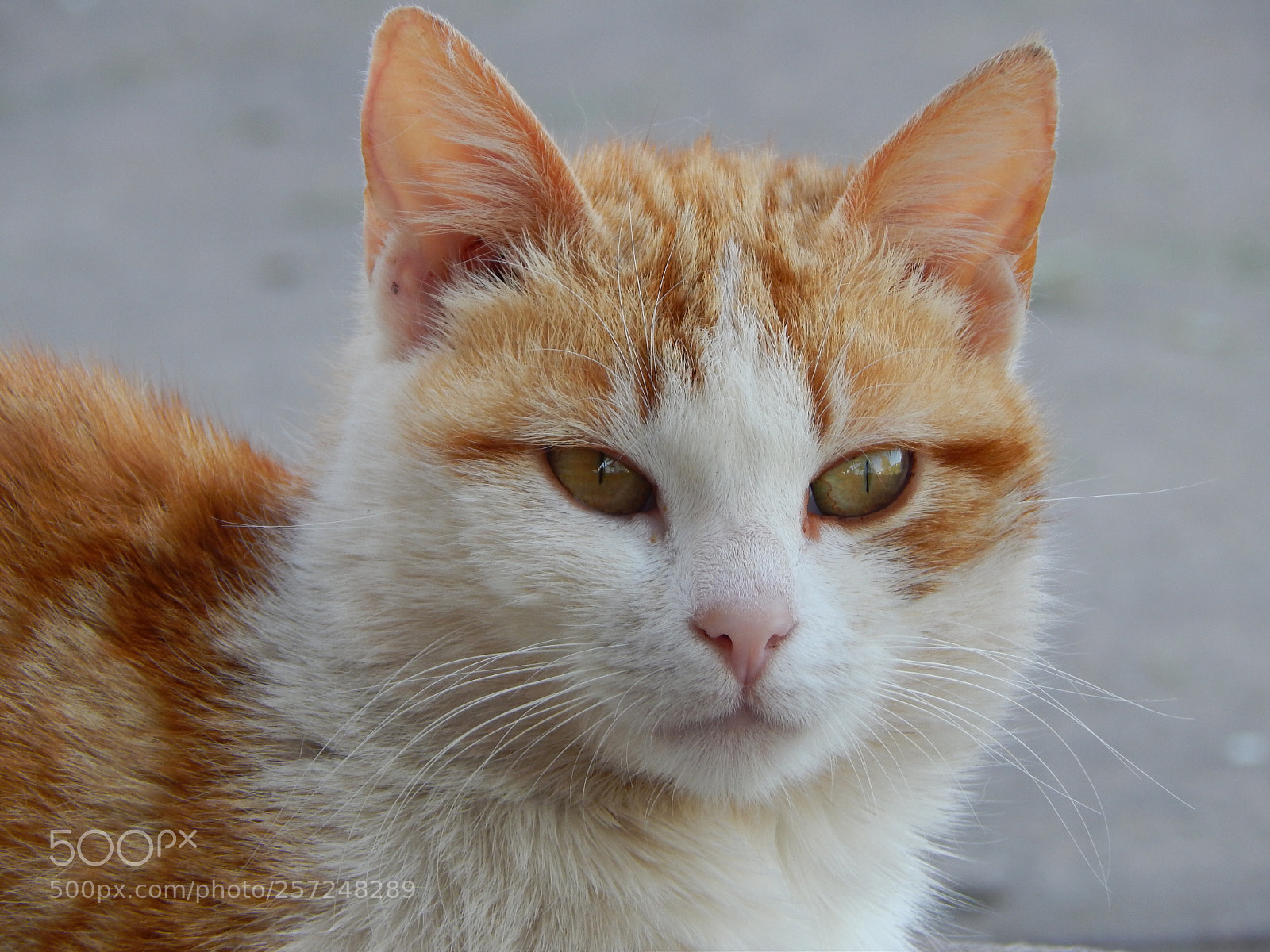 Nikon Coolpix L820 sample photo. Wild thing, watching the photography