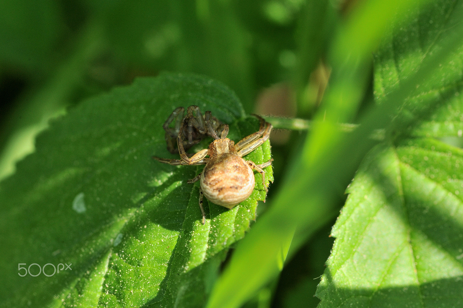 Nikon AF-S Micro-Nikkor 105mm F2.8G IF-ED VR sample photo. Xysticus ulmi photography