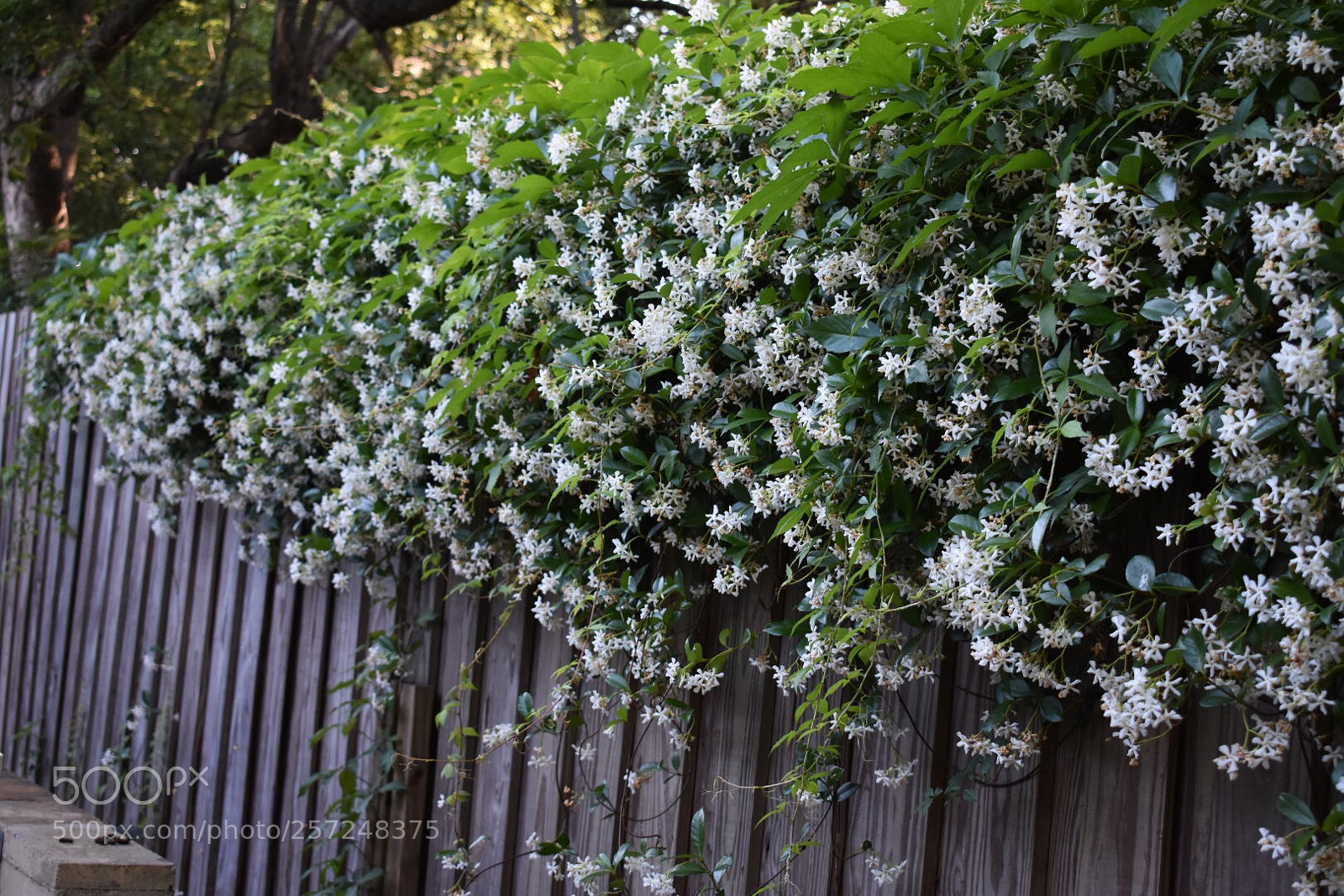 Nikon D3400 sample photo. Flower photography