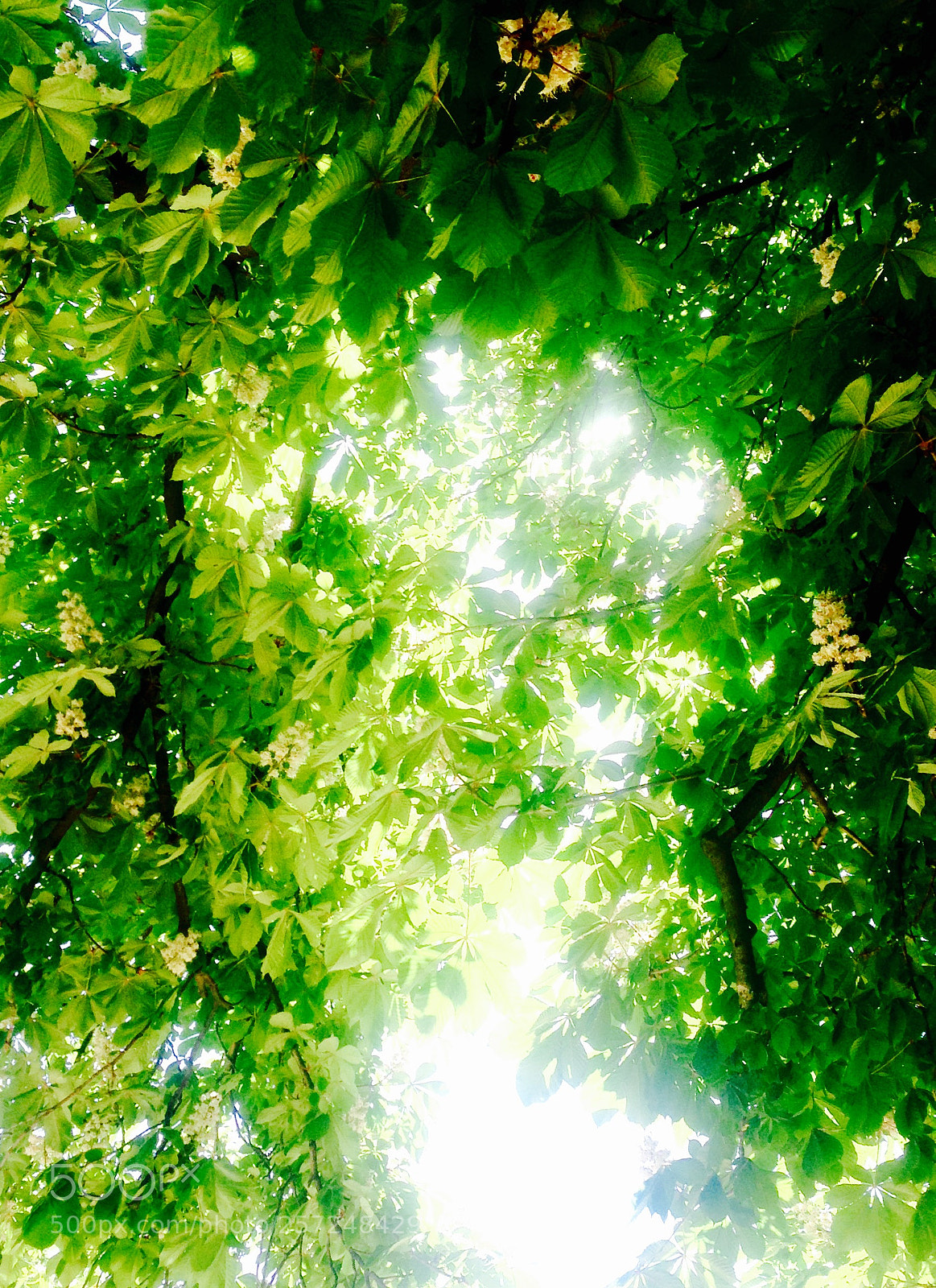 Apple iPhone 5 sample photo. Collec photography