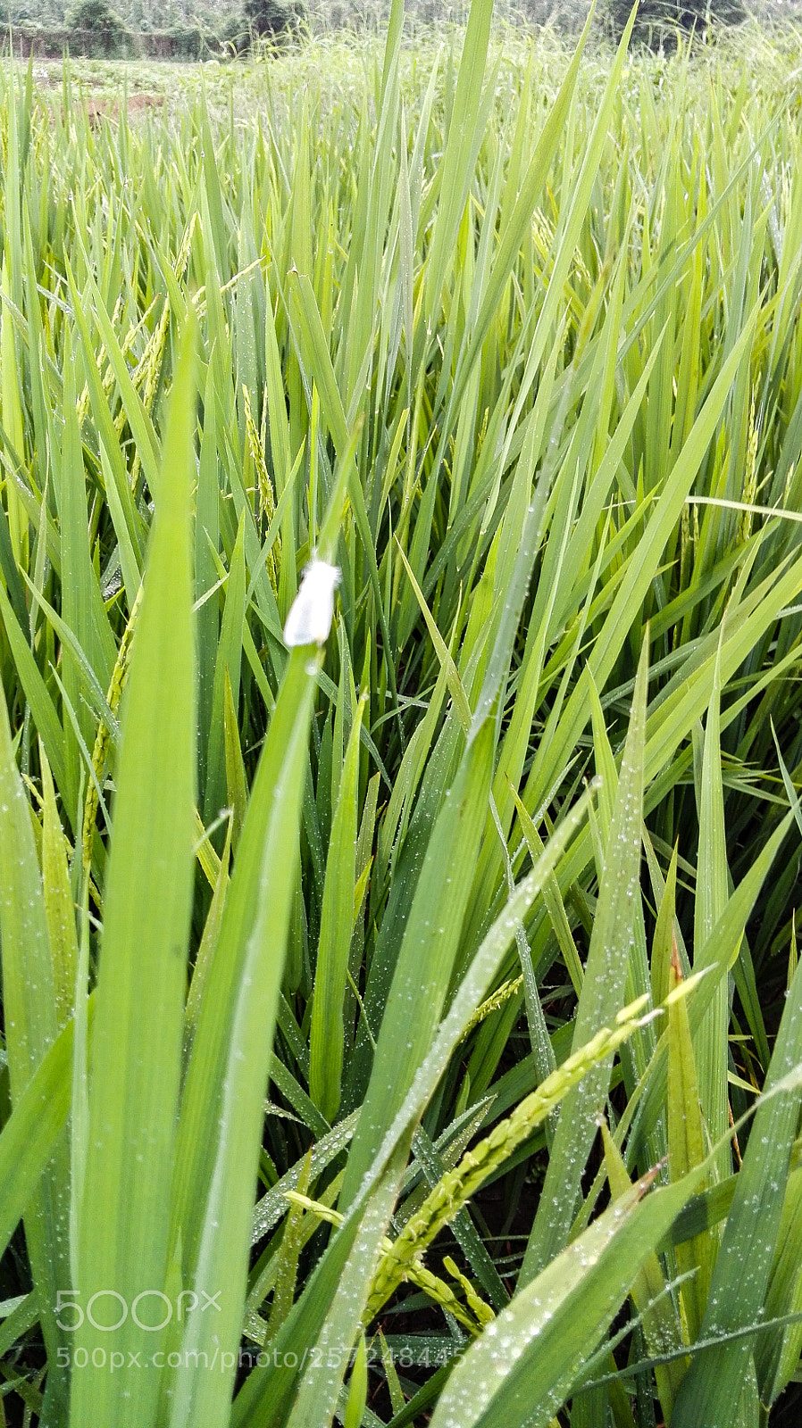 HUAWEI P8 Lite sample photo. Untitled photography
