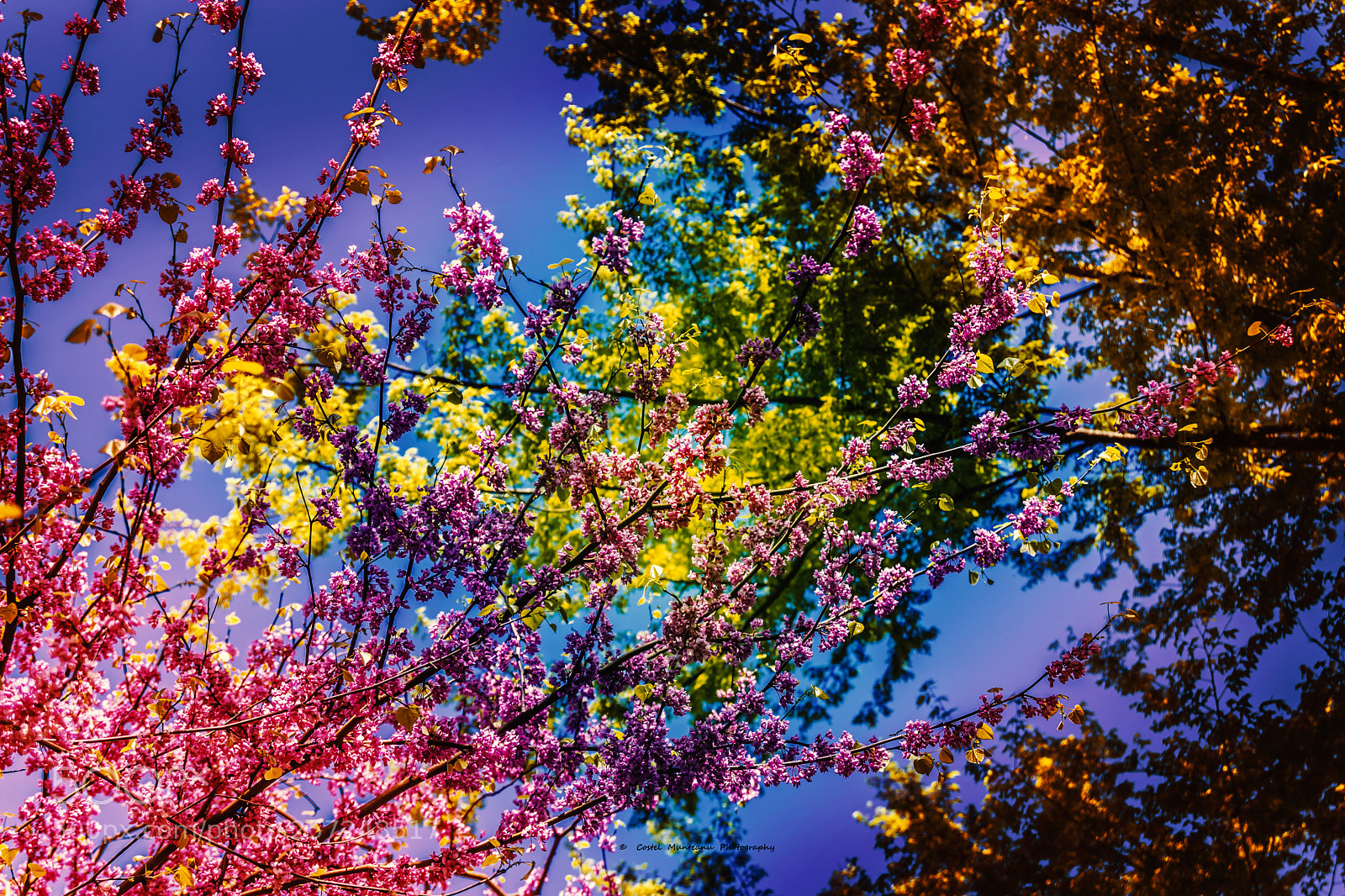 Nikon D3300 sample photo. ______heaven is here 25.0 photography