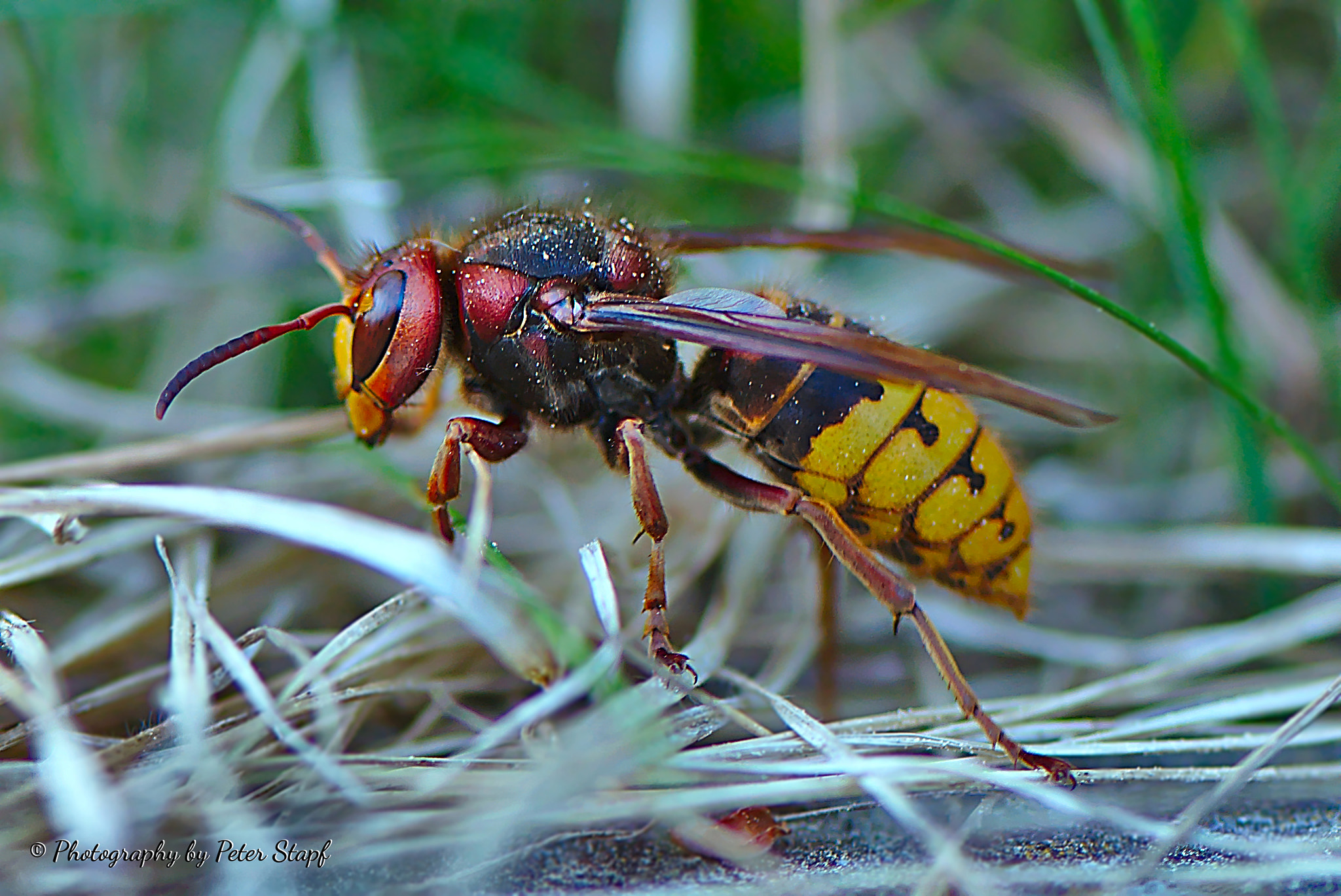 Nikon AF-S Micro-Nikkor 105mm F2.8G IF-ED VR sample photo. Hornet photography