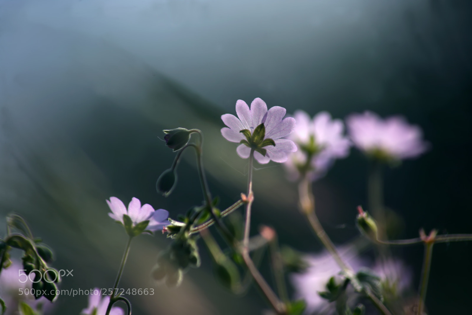 Canon EOS 5D sample photo. Small pink flowers photography
