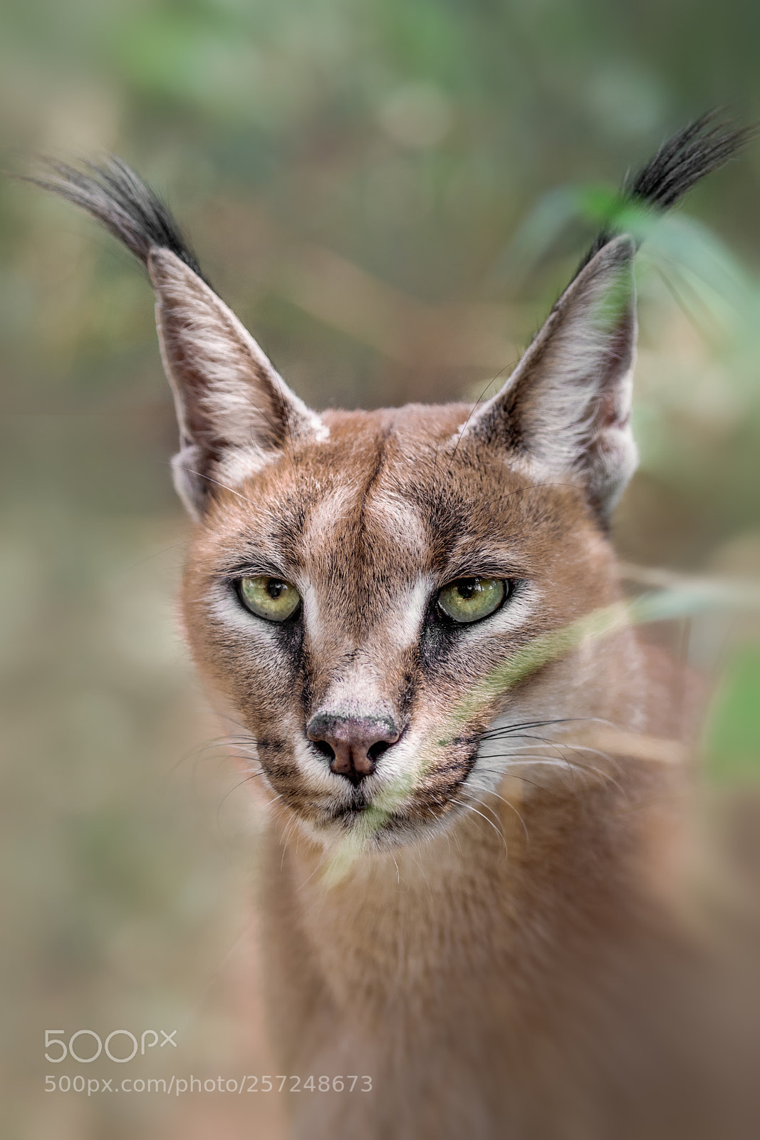 Canon EOS 5D Mark IV sample photo. Caracal headshot photography