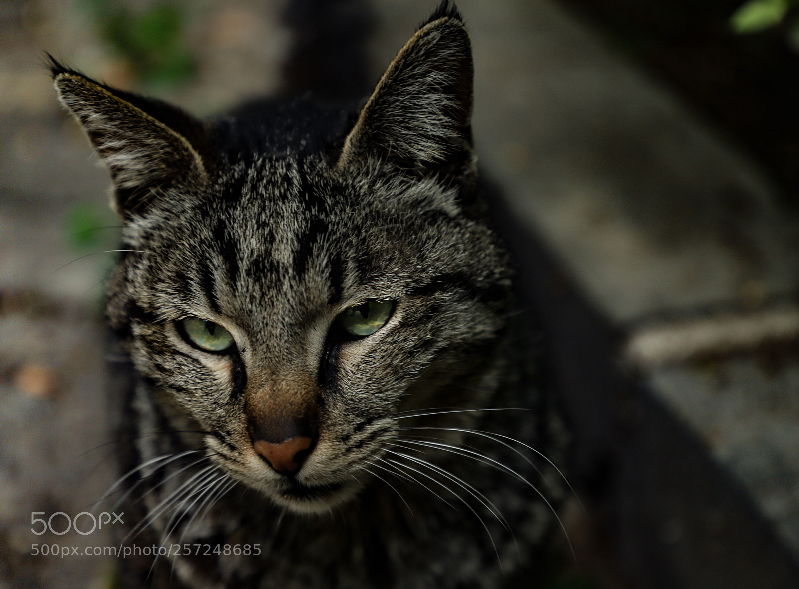 Canon EOS 6D Mark II sample photo. Cat photography