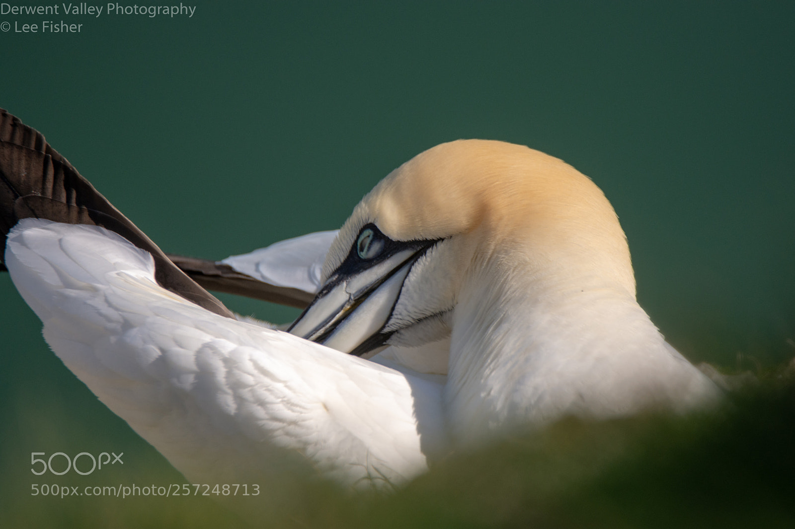 Nikon D7200 sample photo. Preening photography