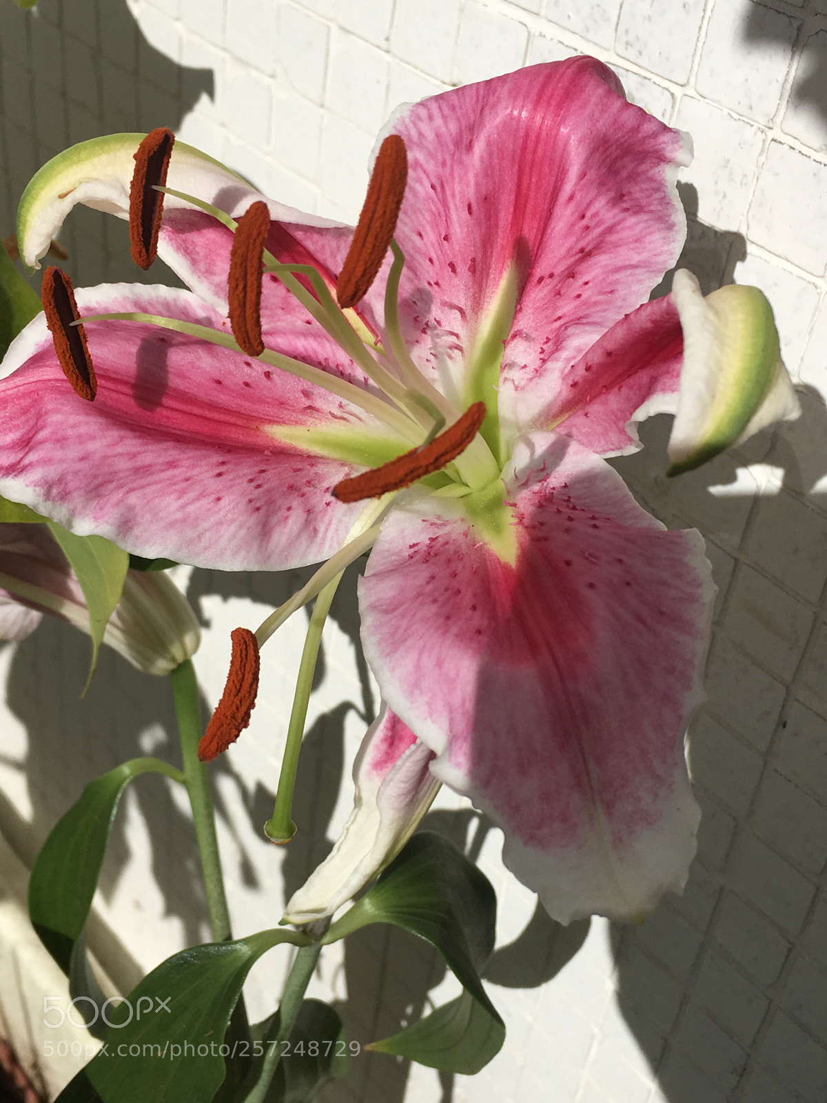 Apple iPhone SE sample photo. Beautiful flower photography