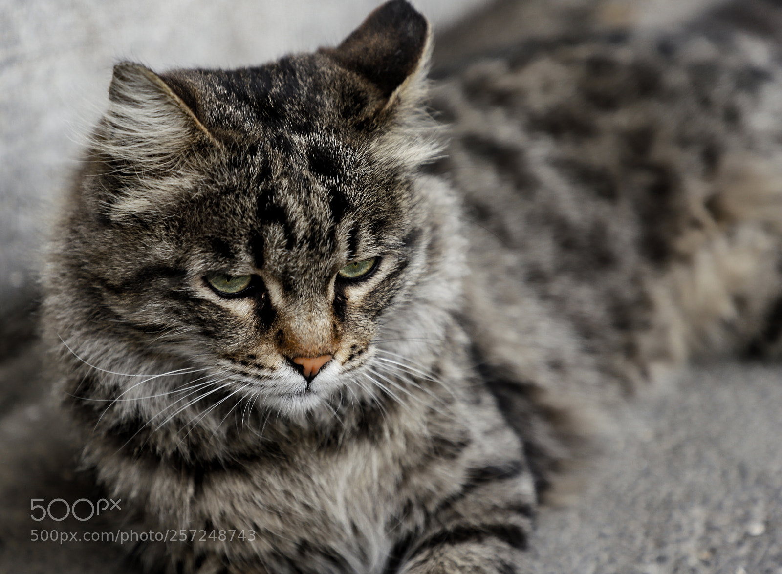 Canon EOS 6D Mark II sample photo. Cat photography