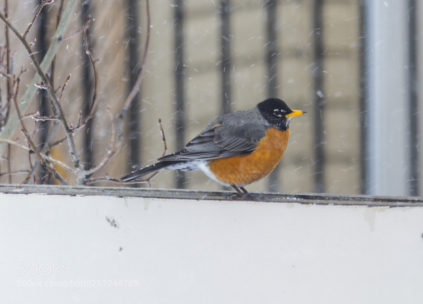 Canon EOS 7D sample photo. American robin on a photography