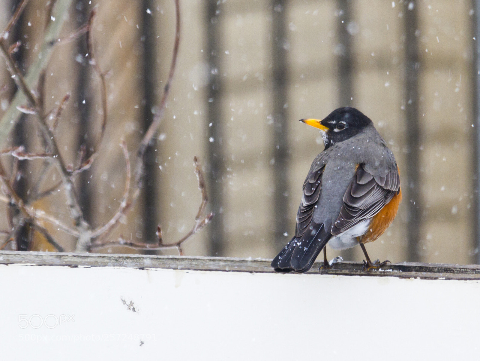 Canon EOS 7D sample photo. American robin on a photography
