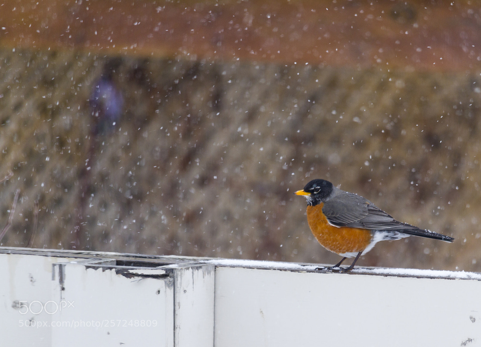 Canon EOS 7D sample photo. American robin on a photography