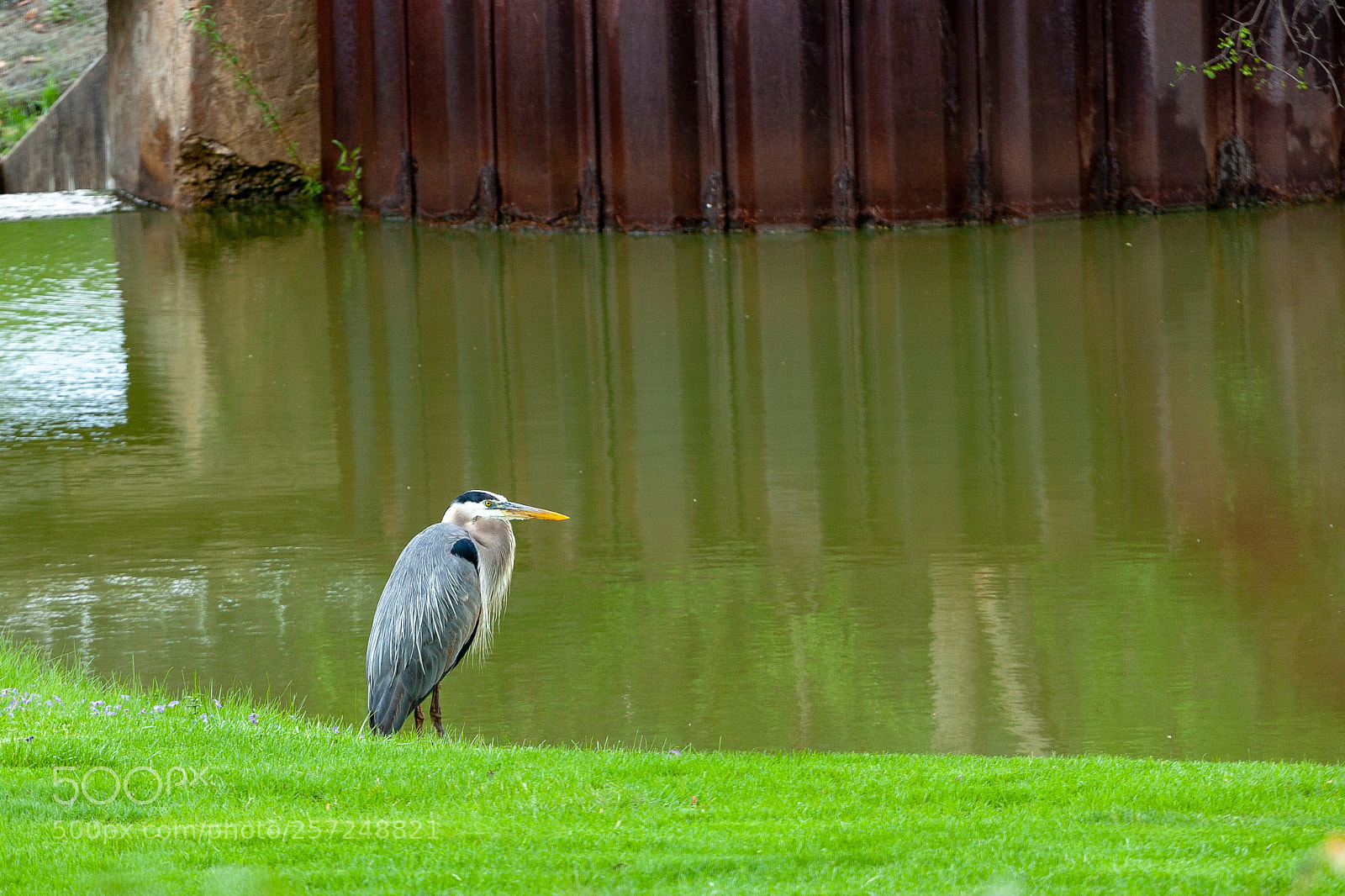 Canon EOS 450D (EOS Rebel XSi / EOS Kiss X2) sample photo. Wet heron photography