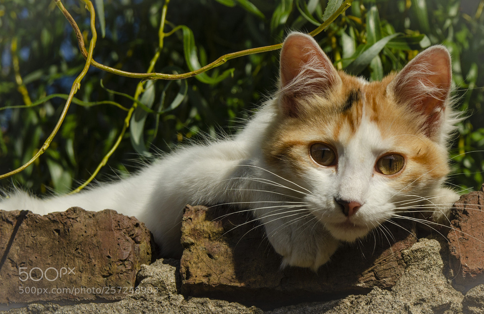 Nikon D7000 sample photo. Almita photography