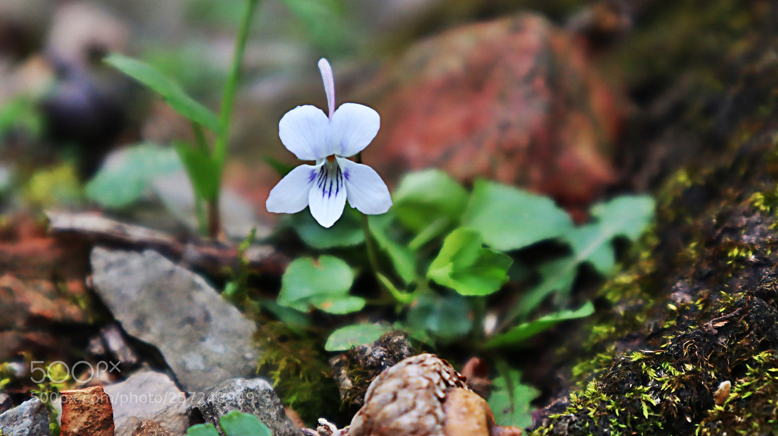 Canon EOS M50 (EOS Kiss M) sample photo. Untitled photography