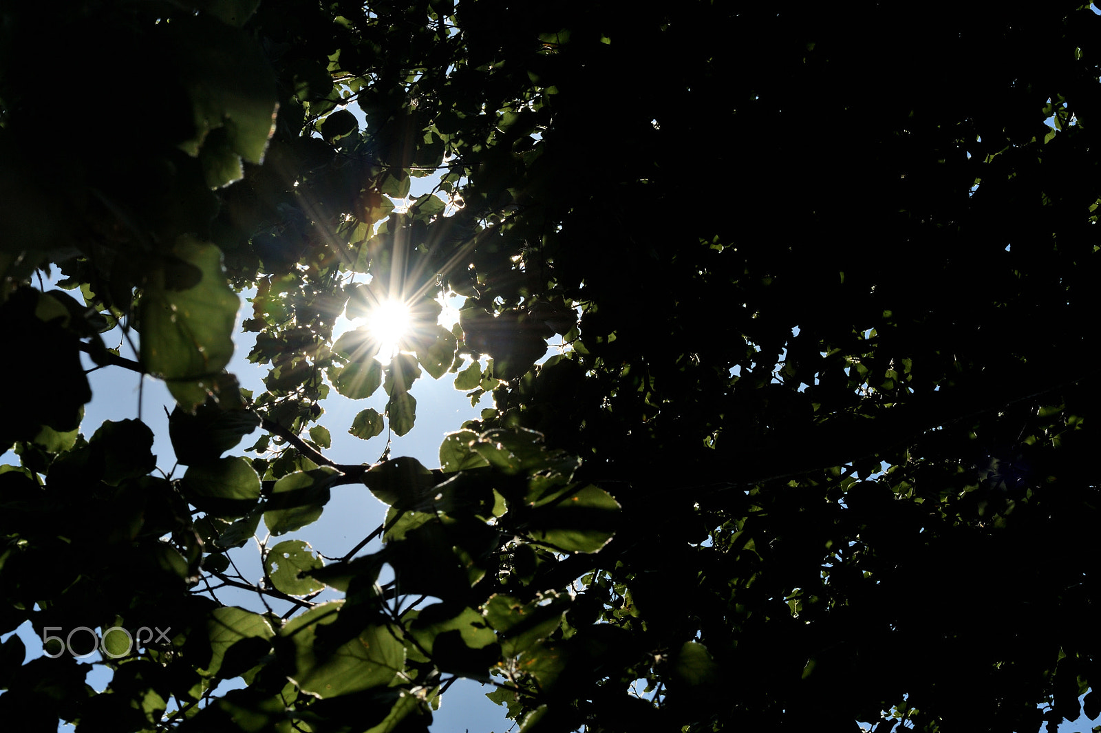 Nikon AF-S Micro-Nikkor 105mm F2.8G IF-ED VR sample photo. A sunbeam photography