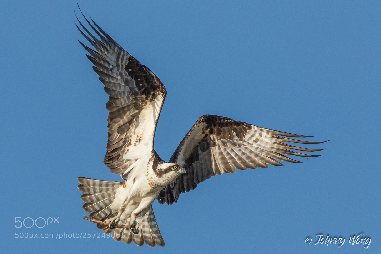 Canon EOS 7D Mark II sample photo. Osprey photography