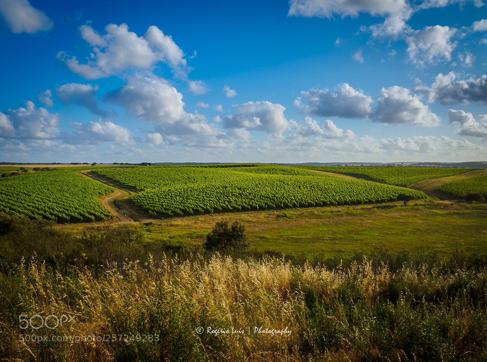 Olympus OM-D E-M10 sample photo. Kissed by the sun photography