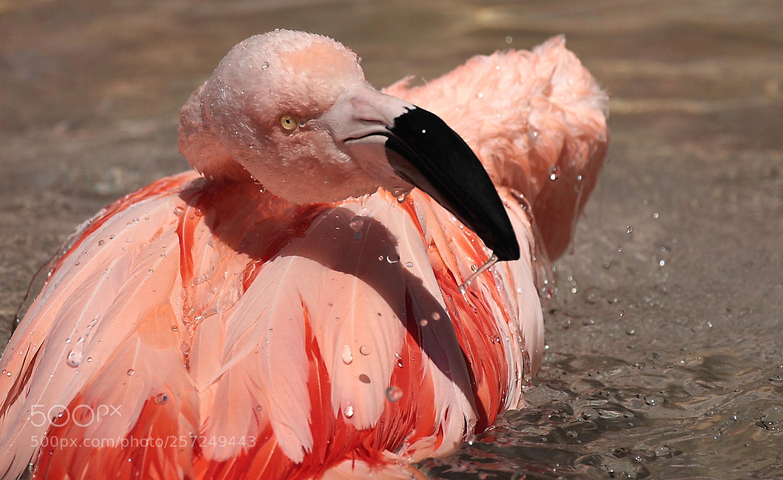 Canon EOS-1D Mark II N sample photo. Flamingo yoga. photography
