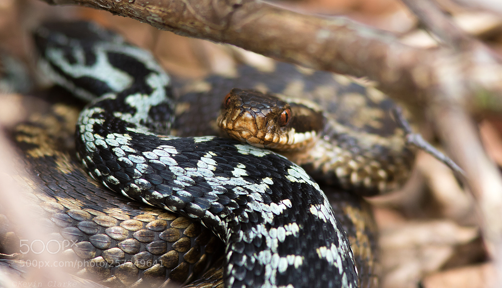 Canon EOS 7D Mark II sample photo. Male and female adders photography