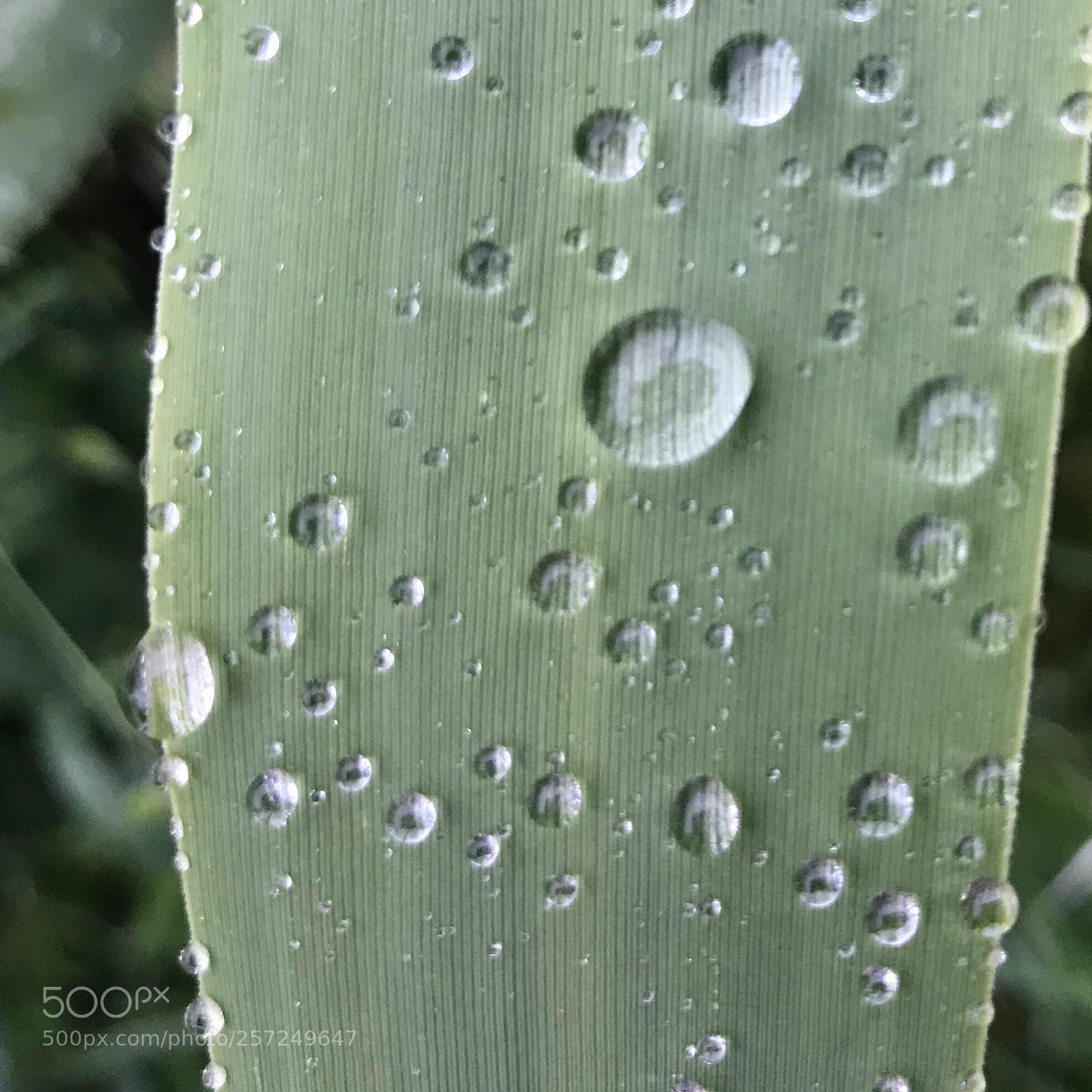 Apple iPhone 7 sample photo. Untitled photography