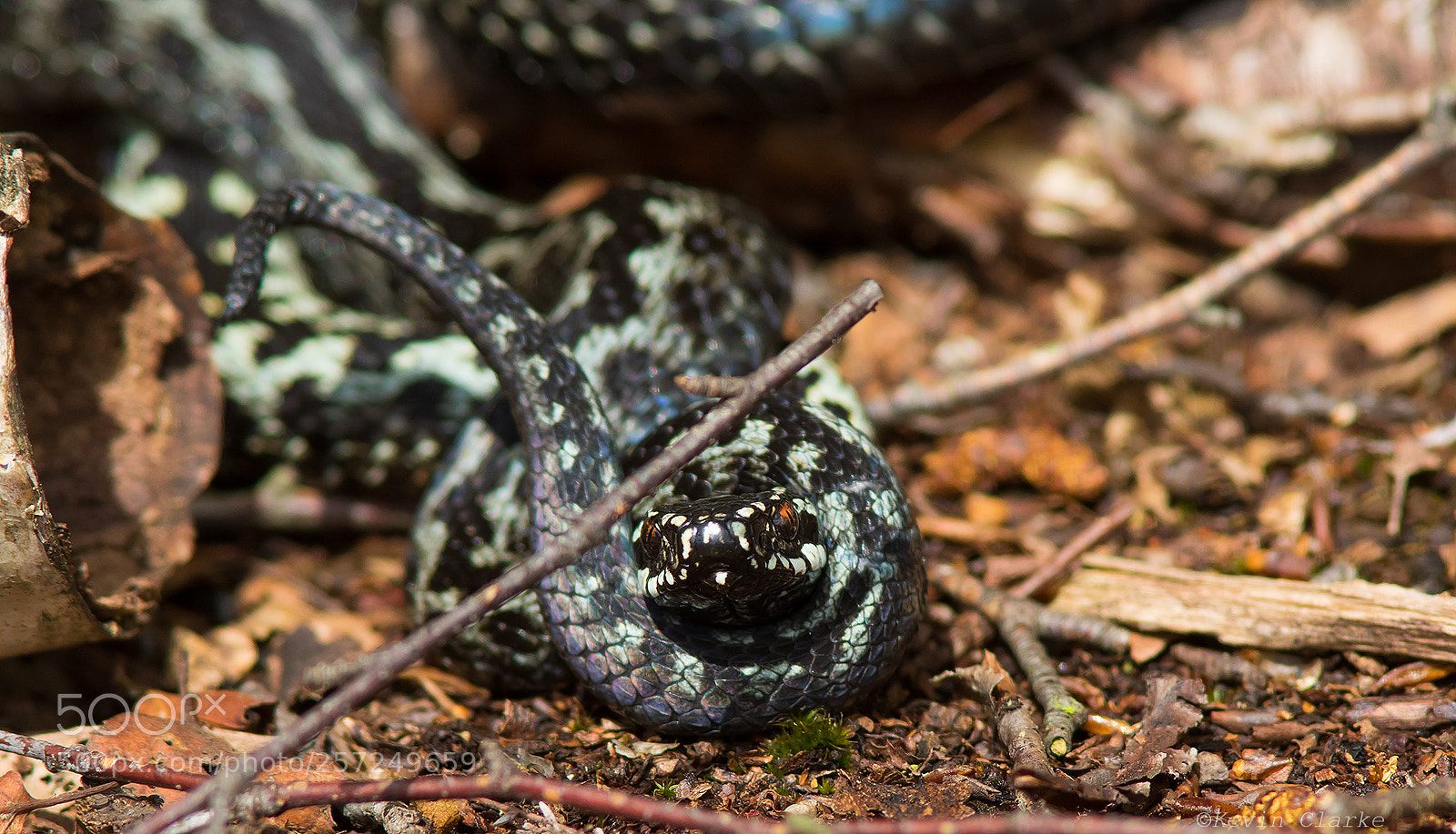 Canon EOS 7D Mark II sample photo. Adder all wrapped up. photography
