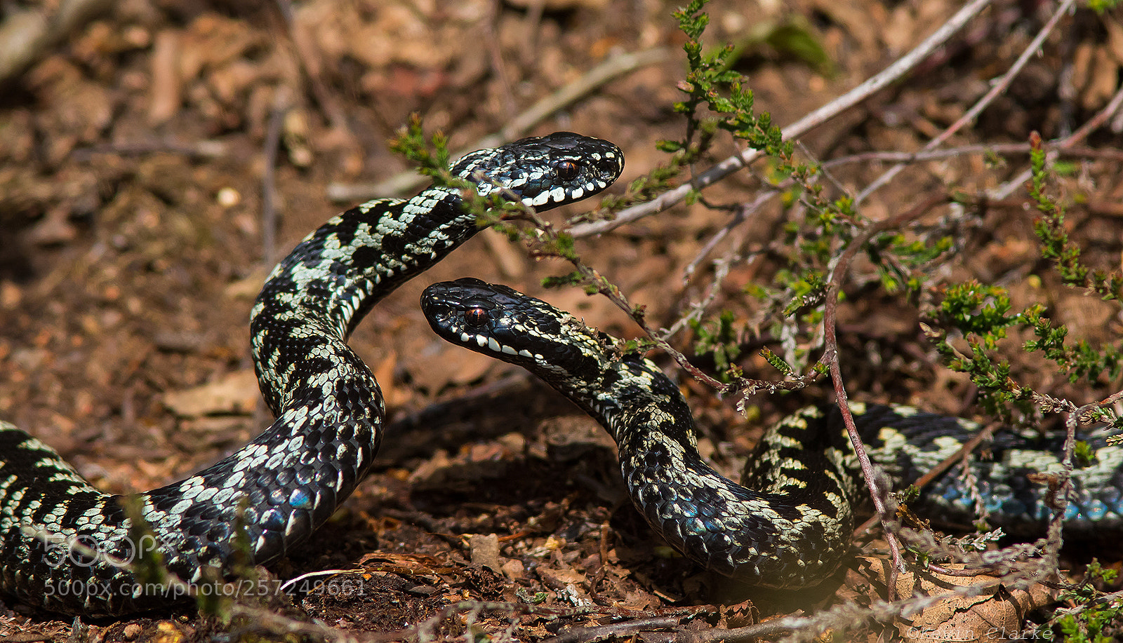 Canon EOS 7D Mark II sample photo. Adders about to commence photography
