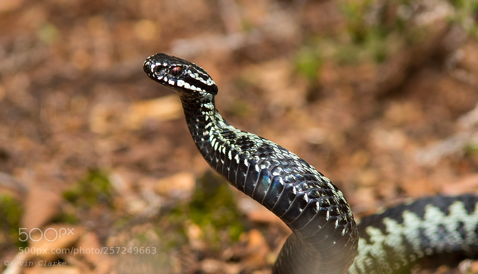 Canon EOS 7D Mark II sample photo. Adder about to dance. photography