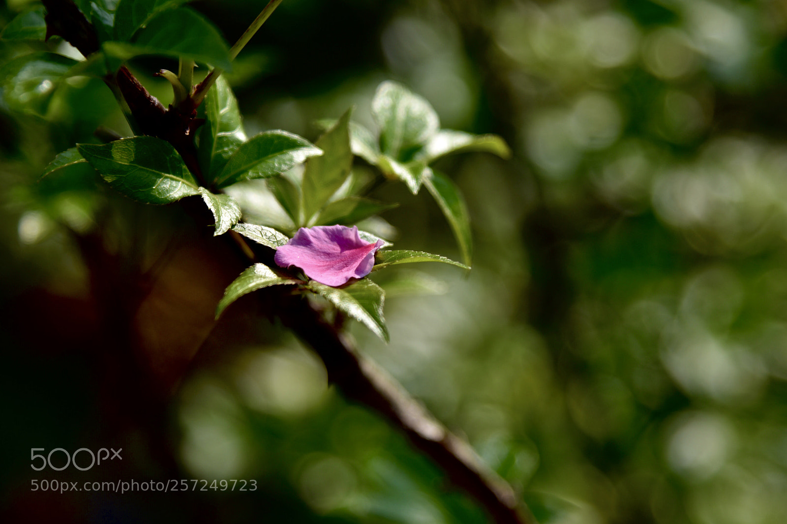 Nikon D7200 sample photo. Petal photography