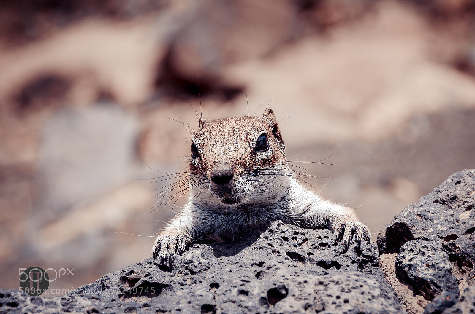 Nikon D7000 sample photo. Climbing chipmunk photography
