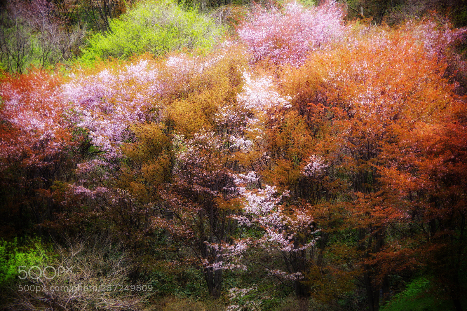 Pentax K-70 sample photo. Spring forest  photography