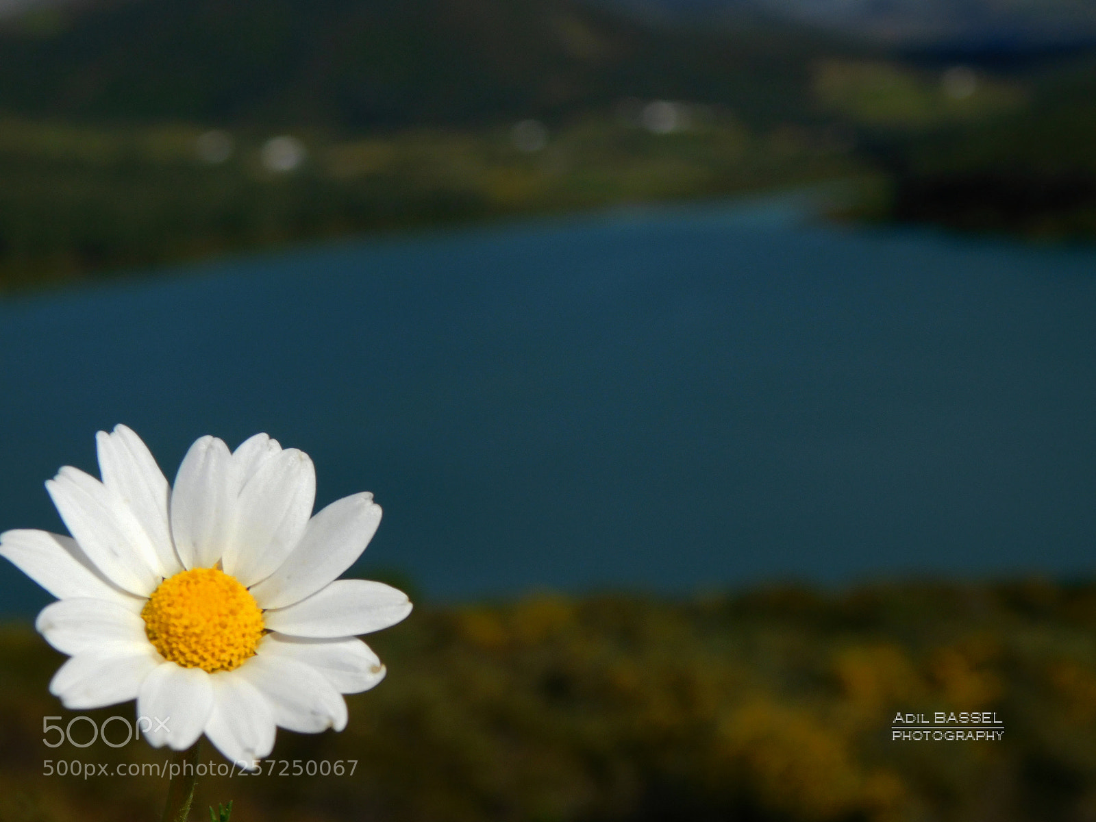 Nikon Coolpix L840 sample photo. Flower and lake photography