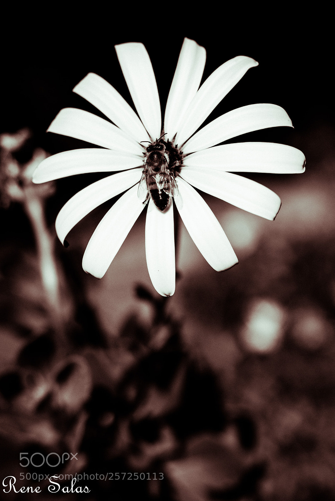 Nikon D810 sample photo. Sb5 photography