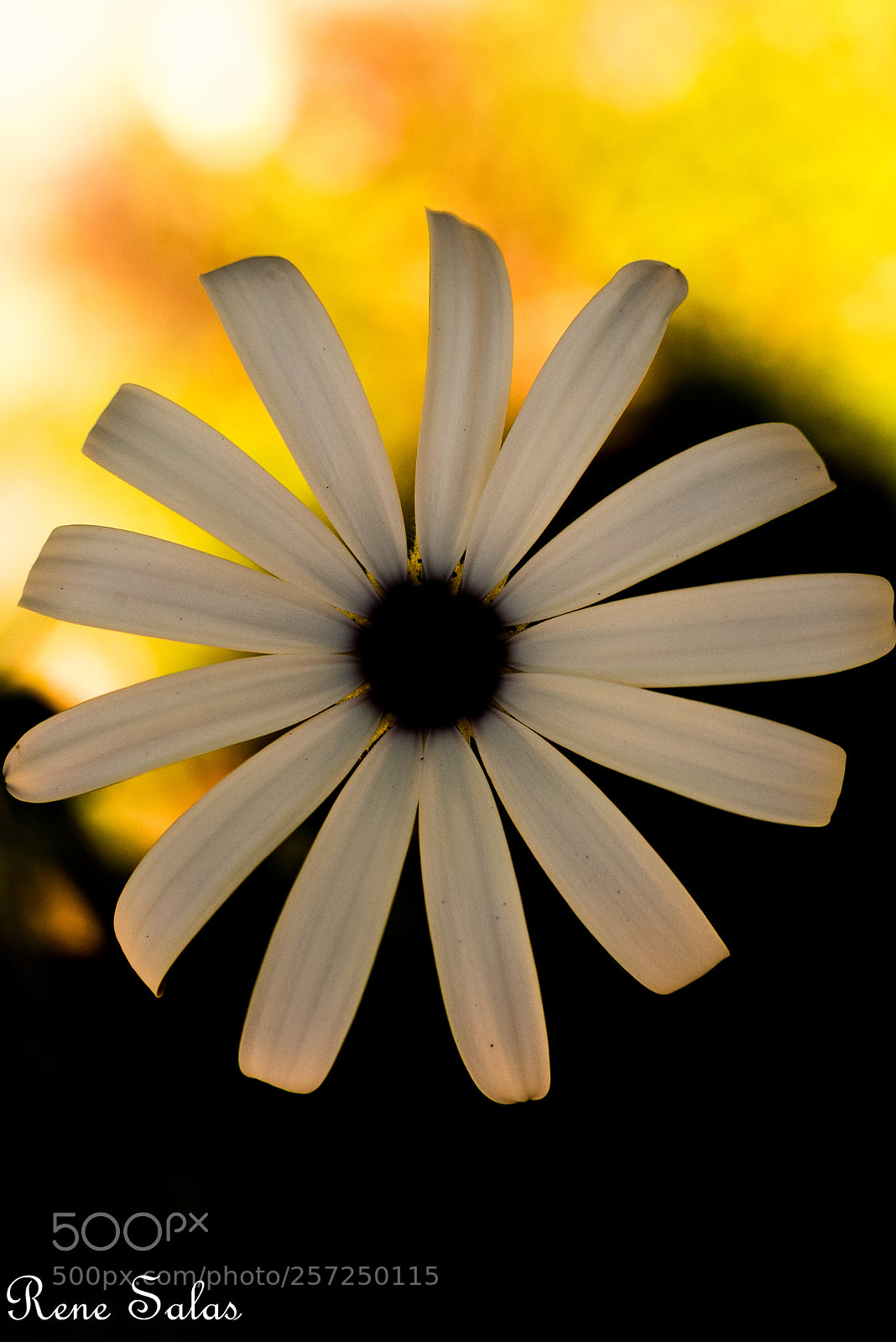 Nikon D810 sample photo. Sb4 photography