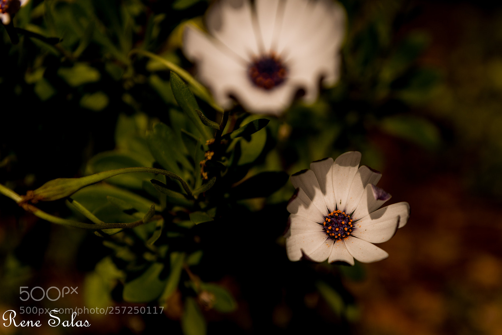 Nikon D810 sample photo. Sb3 photography