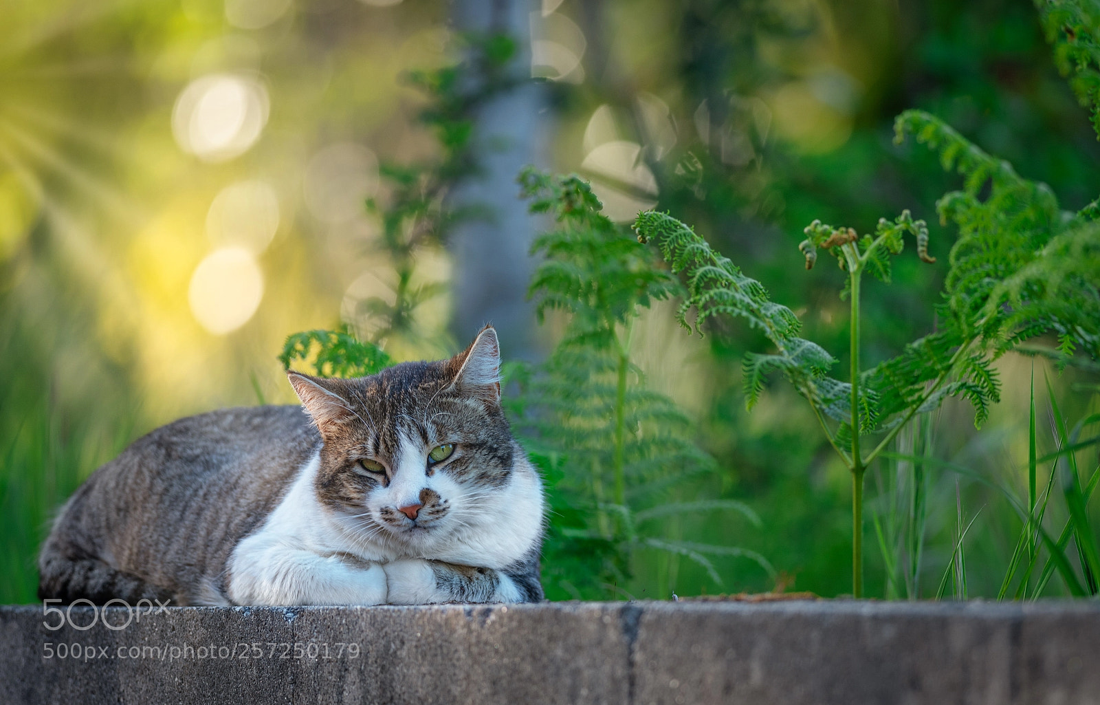 Nikon D750 sample photo. Daisy in relaxing time. photography